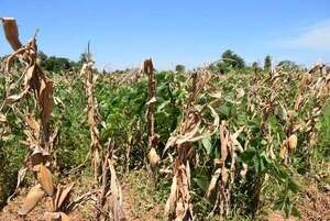 La siembra directa con resultado satisfactorio en la agricultura familiar en San Juan Nepomuceno - Nacionales - ABC Color
