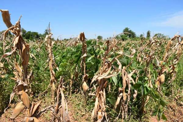 La siembra directa con resultado satisfactorio en la agricultura familiar en San Juan Nepomuceno - Nacionales - ABC Color