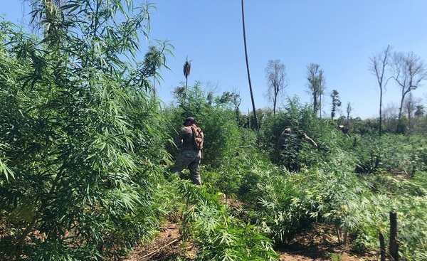 Destruyen cerca de 13.000 kilos de marihuana en “Operativo Basalto”