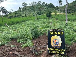 En operativo, desmantelan cultivos de marihuana en la Colonia Agustín Romero Pinedo.