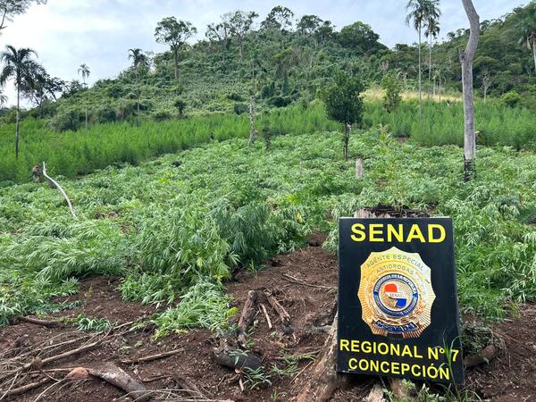 En operativo, desmantelan cultivos de marihuana en la Colonia Agustín Romero Pinedo.