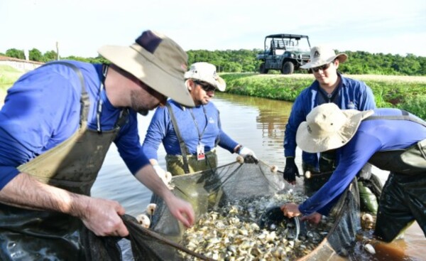 Inicia temporada de entrega de alevines a pequeños productores