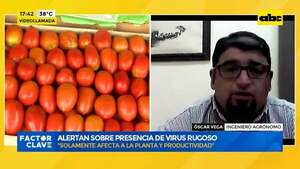 Productores de tomate, preocupados: alertan sobre posible presencia de virus rugoso - Factor Clave - ABC Color