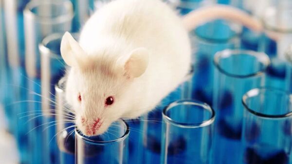 Una técnica en ratones multiplica por cien la potencia de unas células contra el cáncer
