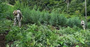 Diario HOY | SENAD destruye varios narcocampamentos y plantaciones de marihuana en Concepción
