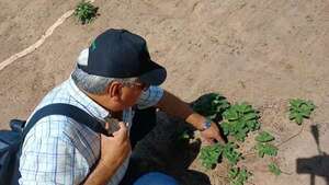 Areguá: preparan a comités organizados para una prometedora temporada de la frutilla - Economía - ABC Color