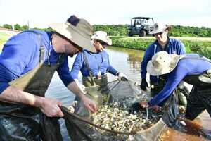 Itaipu inicia temporada de entrega de alevines a pequeños productores - ADN Digital