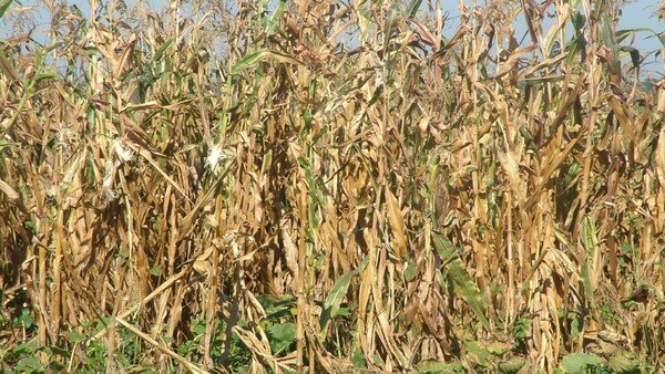 Ñeembucú: Sequía pone en jaque a la agricultura familiar