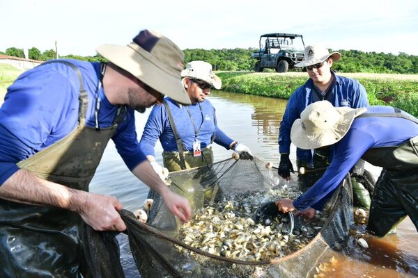 Itaipu inicia temporada de entrega de alevines a pequeños productores