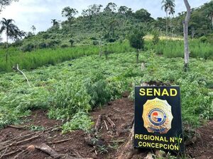 En operativo, desmantelan cultivos de marihuana en Yby Yaú