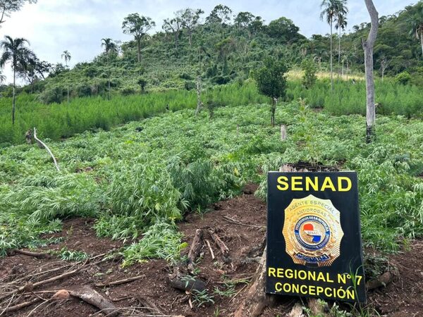 En operativo, desmantelan cultivos de marihuana en Yby Yaú