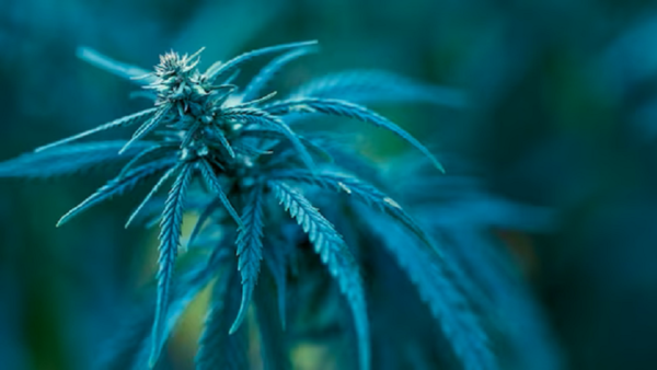 Ciudad del Este: acusan a dos hombres por intentar ingresar casi 12 kilos de marihuana a la cárcel