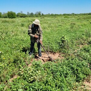 Ruta de la Leche: Continúa el cuidado y mantenimiento de plantines