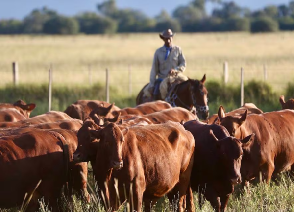 Sector ganadero no apoyará iniciativas ligadas al Reglamento 1115 de la UE