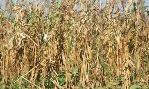 Sequía pone en jaque a la agricultura familiar en Ñeembucú – Prensa 5