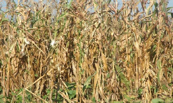 Sequía pone en jaque a la agricultura familiar en Ñeembucú – Prensa 5