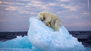 Fotografía de un oso polar durmiendo en un iceberg gana premio de fotografía de vida salvaje