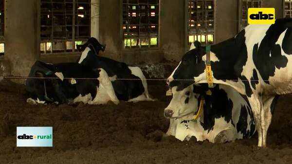 Video: cómo apuntar a lograr vacas más productivas en lechería - ABC Rural - ABC Color