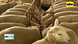 Video: método famacha para identificar parasitosis en ovinos - ABC Rural - ABC Color