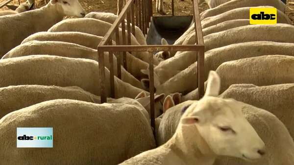 Video: método famacha para identificar parasitosis en ovinos - ABC Rural - ABC Color