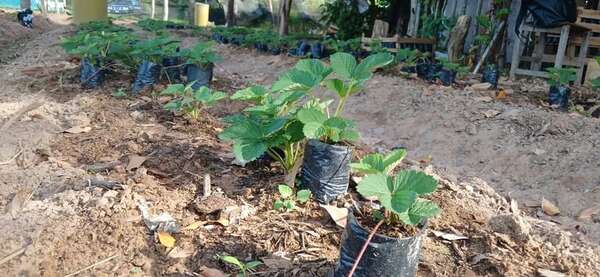 Areguá: productores de frutilla están esperanzados en lograr mejor cosecha - Economía - ABC Color