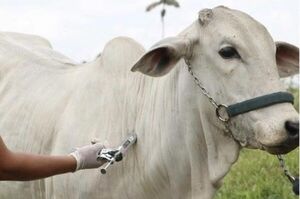 Se espera inmunizar a más de 350 mil animales bovinos en PJC contra la fiebre aftosa