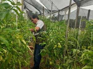 Intensifican control ante posible ingreso del virus rugoso del tomate - Nacionales - ABC Color
