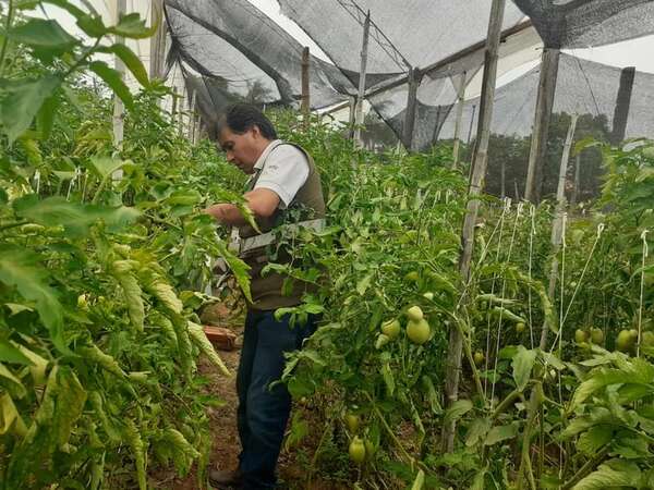 Intensifican control ante posible ingreso del virus rugoso del tomate - Nacionales - ABC Color