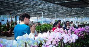 La Nación / Llega la 4.ª edición de feria de orquídeas