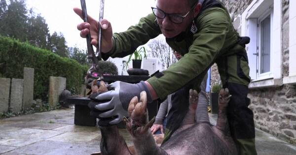 La Nación / Quisquera francesa halla fortuna en pedicura para cerdos