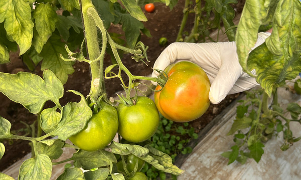 Virus rugoso del tomate: ministro asegura que no hay caso en Paraguay