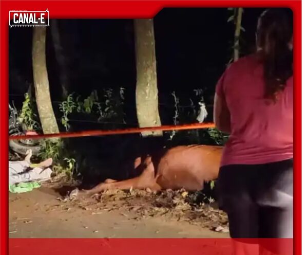 JOVEN CHOCÓ A UNA VACA Y MURIÓ