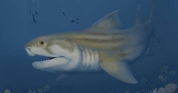 Diario HOY | Descubren titanes del pasado: revelan dos especies de tiburones prehistóricos