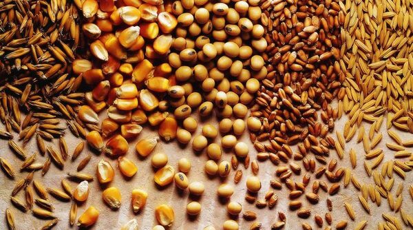 Agricultores h煤ngaros bloquean cruce de frontera con Ucrania en protesta por la entrada de grano - Revista PLUS