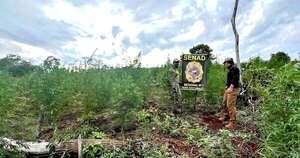 La Nación / Pedro Juan: destruyen 18 toneladas de marihuana