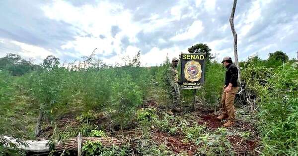 La Nación / Pedro Juan: destruyen 18 toneladas de marihuana