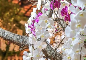 Feria de Orquídeas buscará cautivar a los enamorados en San Lorenzo » San Lorenzo PY