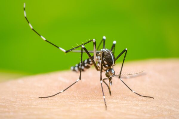 Por día, hay más de 360 casos de dengue confirmados en Paraguay - El Independiente