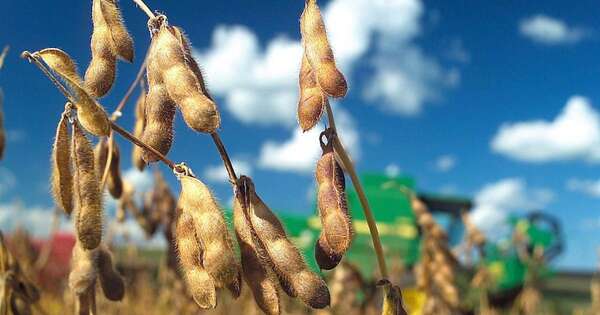 La Nación / Falta de lluvias genera rindes dispares en tramo final de la cosecha sojera
