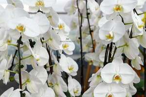 Amor en flor, encontrá el regalo perfecto en la ‘‘Flori Feria’’