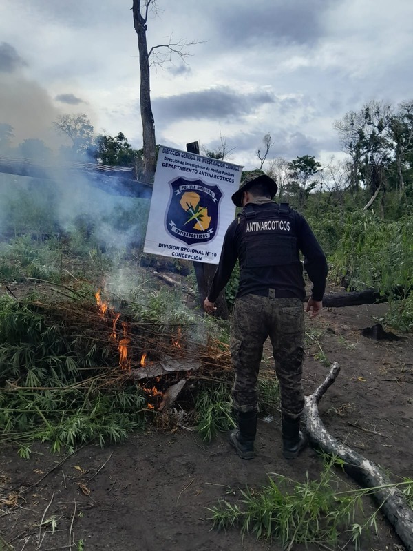 Destruyen 5 hectáreas de plantaciones marihuana en reserva natural Paso Bravo.