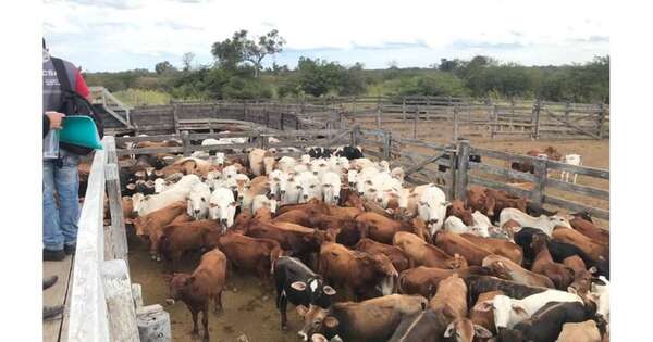 Diario HOY | Tres motocicletas, un trasganado y todo el tiempo ‘del mundo’: roban 50 vacas en Villeta