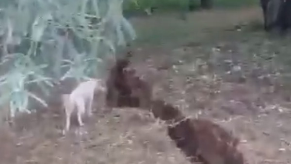 Video: Se viralizan imágenes de una enorme grieta en tierra chaqueña