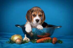 ¿Cuál es el mejor alimento para tu mascota? - Mascotas - ABC Color