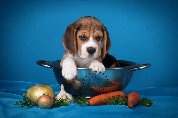 ¿Cuál es el mejor alimento para tu mascota? - Mascotas - ABC Color