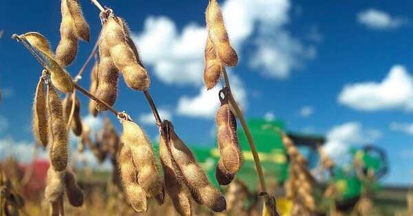 La Nación / USDA prevé 10,3 millones de t de producción sojera paraguaya