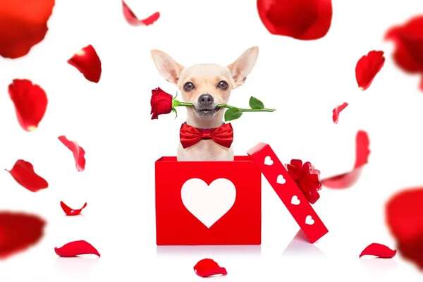 ¿Es conveniente regalar una mascota por el Día de los Enamorados? - Mascotas - ABC Color