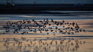 Más de la quinta parte de las especies migratorias corren peligro de extinción