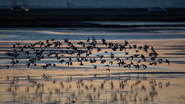 Más de la quinta parte de las especies migratorias corren peligro de extinción