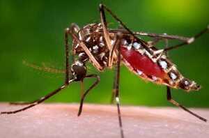 Aumento alarmante de casos de dengue en Itapúa: mas de 4.100 casos positivos